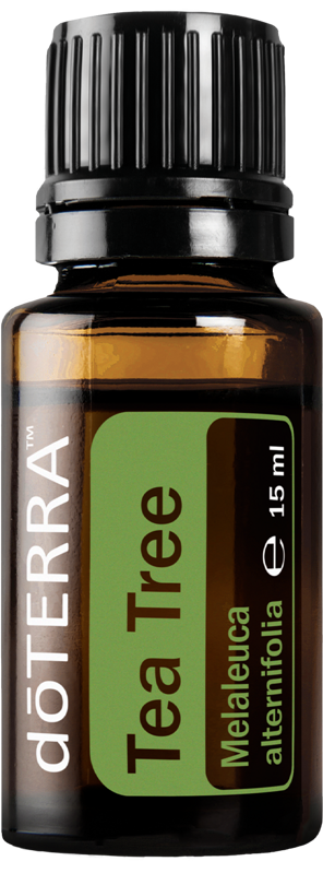 Tea Tree (Čajovník) Tea Tree (Čajovník)